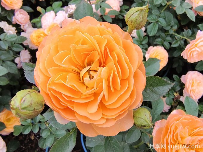 月季是每個(gè)月都開花嗎？怎樣讓月季每個(gè)月都開花？(圖2)
