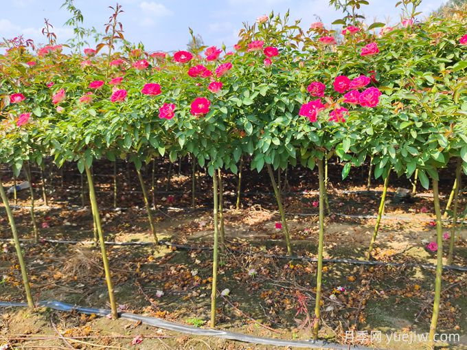 月季是每個(gè)月都開花嗎？怎樣讓月季每個(gè)月都開花？(圖3)