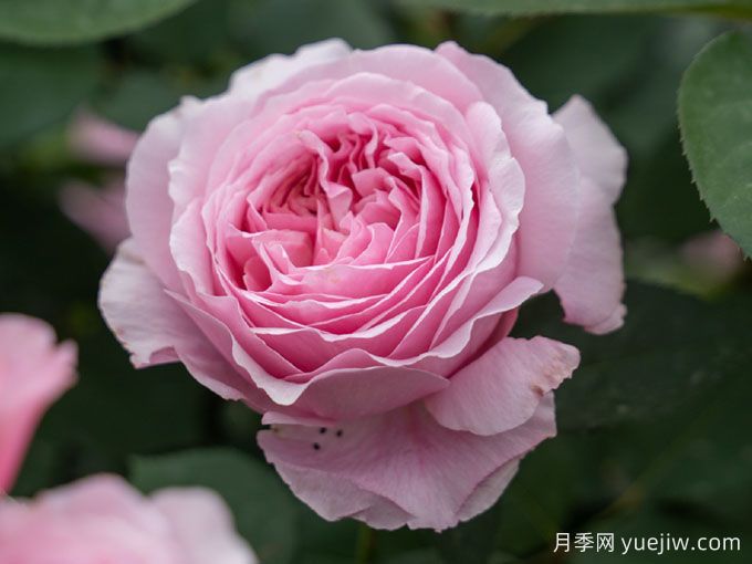 玫瑰與月季，rose中的典雅華麗(圖1)