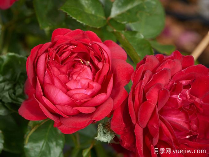 玫瑰與月季，rose中的典雅華麗(圖2)