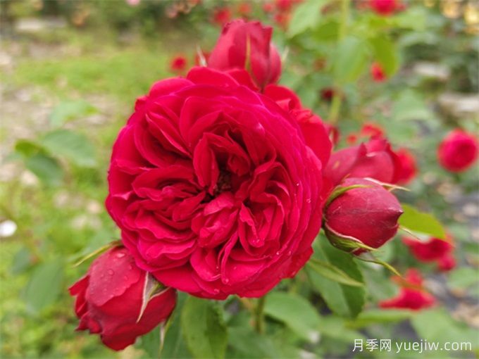 月季推薦，紅蘋果(圖1)