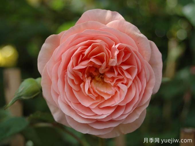如果你喜歡淡雅，推薦5個橙杏色和桃粉色月季(圖4)