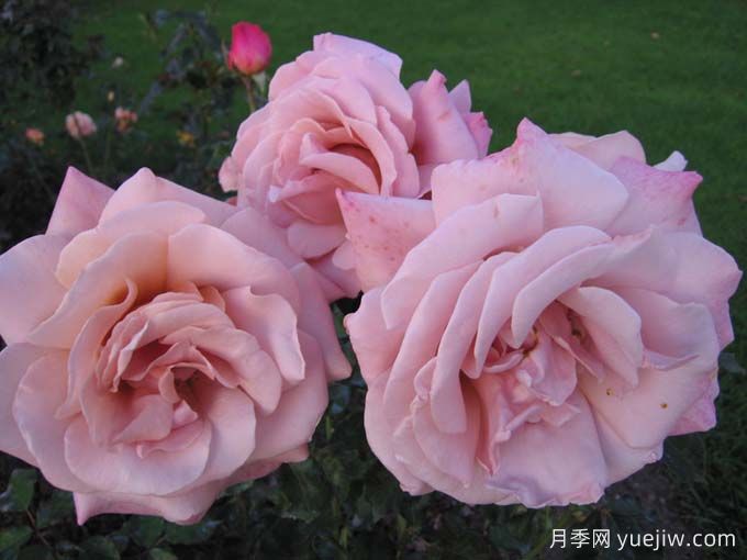 簡(jiǎn)單華麗月季(圖3)