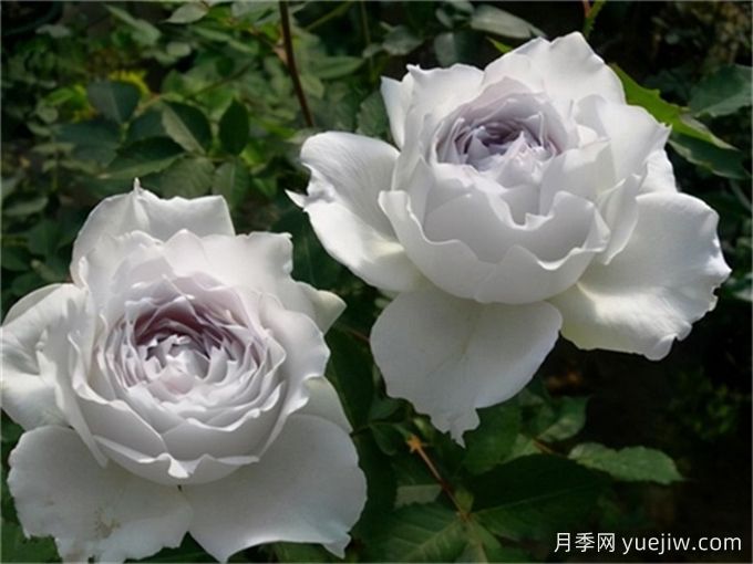 適合城市家庭種的7種花，萬種挑一的精選品種(圖4)