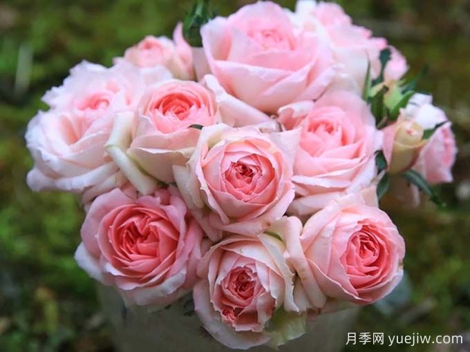 月季推薦，白桃妖精月季(圖2)