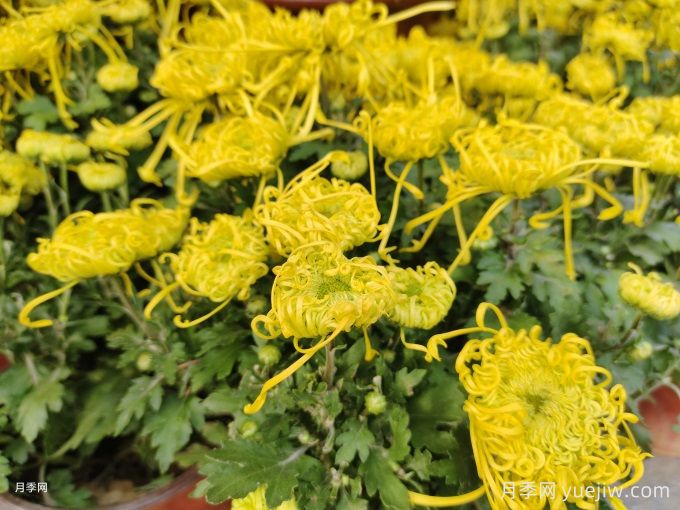 植物科普：菊花(圖2)