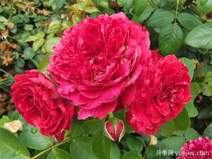 只種一款紅色爬藤月季，強力推薦紅達月季(圖2)