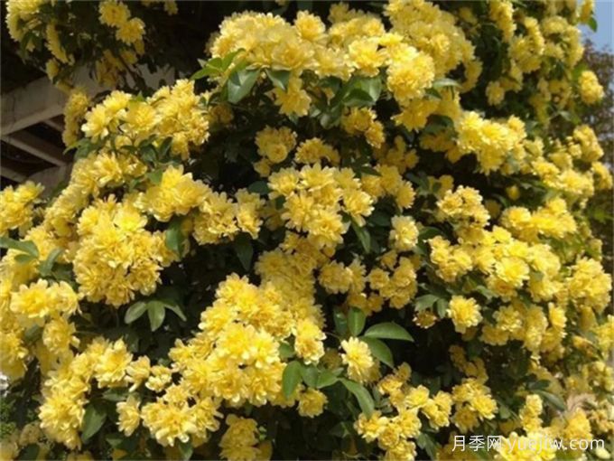 華中地區(qū)常見的開花植物，一起來認(rèn)一認(rèn)！(圖1)