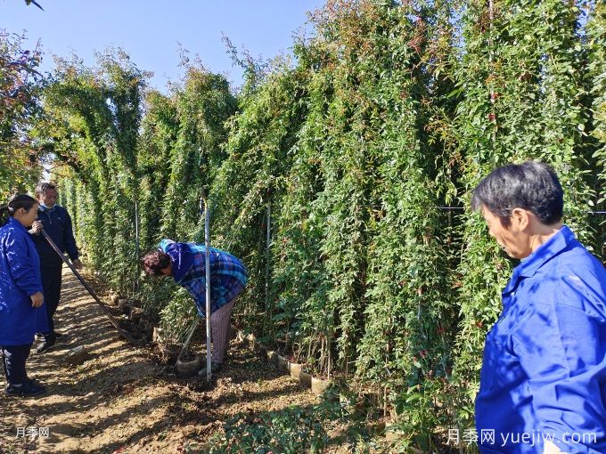 藤本月季牽引別著急，做錯(cuò)可能春天花量減一半(圖2)