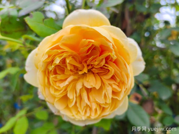 黃金慶典月季，分枝多花量大，香氣濃郁花期長(圖1)