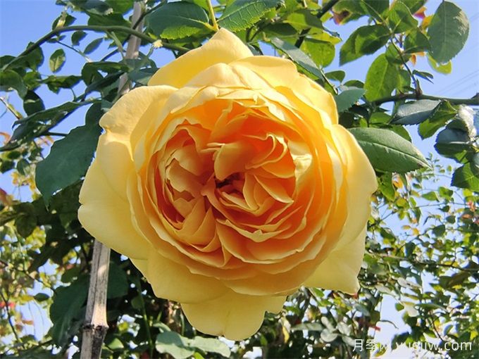 黃金慶典月季，分枝多花量大，香氣濃郁花期長(圖3)