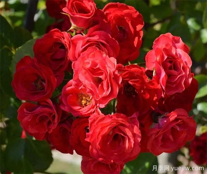 紅色梅蘭月季養(yǎng)護全攻略(圖1)