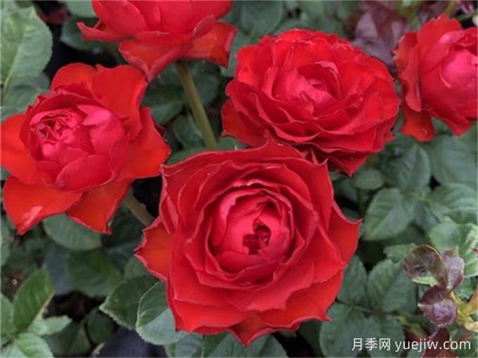 月季是歲月里的詩歌，走進那些好聽又好看的月季品種(圖5)