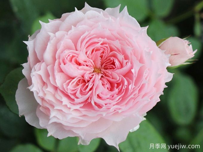 莫妮卡戴維月季，花美香濃、復(fù)花快、抗病性強(qiáng)(圖1)