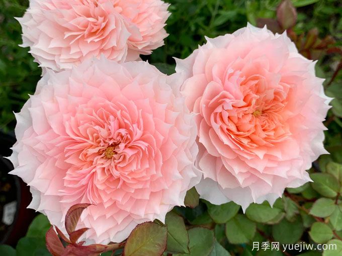 莫妮卡戴維月季，花美香濃、復(fù)花快、抗病性強(qiáng)(圖2)
