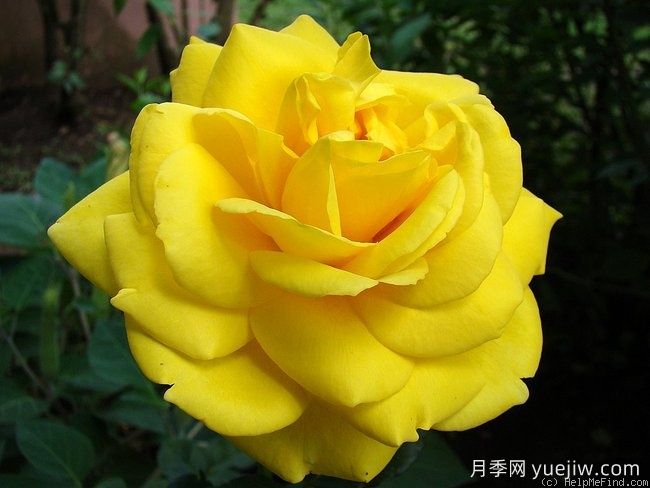 國外博主推薦：耐熱且香氣濃郁的月季品種(圖3)