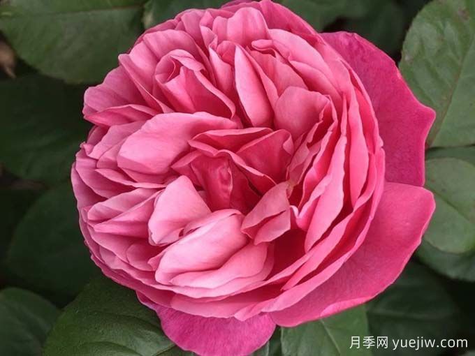 莉娜雷諾月季/英庫魯/英格魯/極致美味(圖5)
