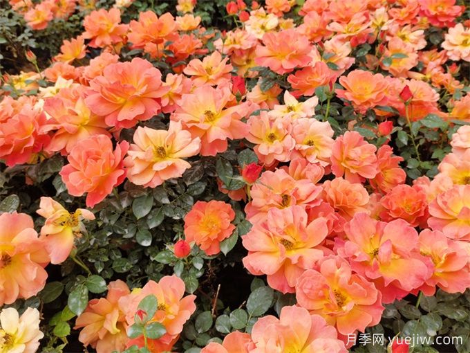 22項(xiàng)園林養(yǎng)護(hù)技術(shù)(圖1)