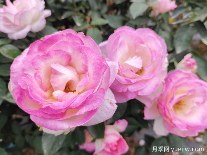 常見植物風(fēng)水學(xué)之“五行”劃分，讓你的運(yùn)勢(shì)更旺！(圖1)