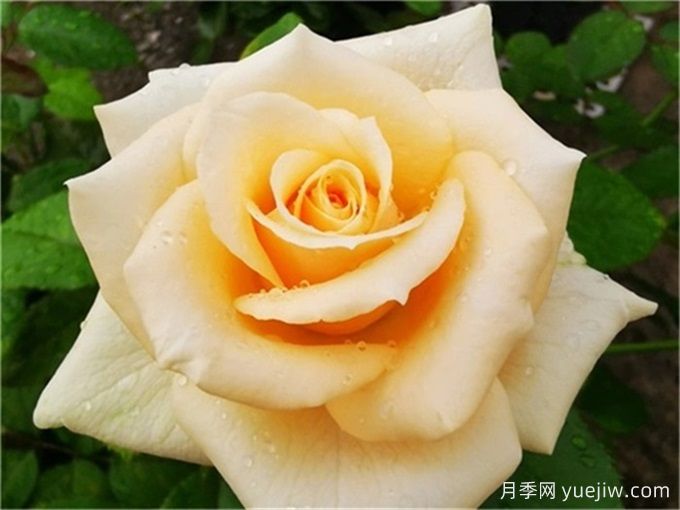 月季推薦，蜜桃雪山月季(圖1)