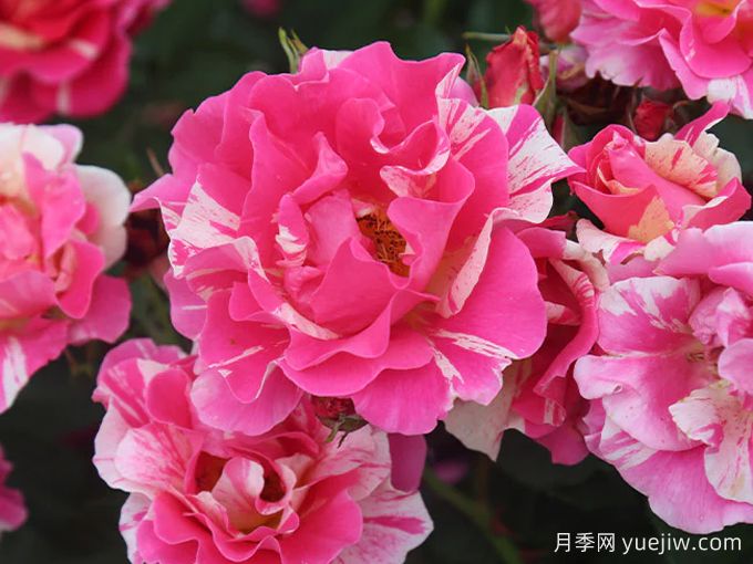 糖果樂(lè)園月季/糖果世界(圖1)