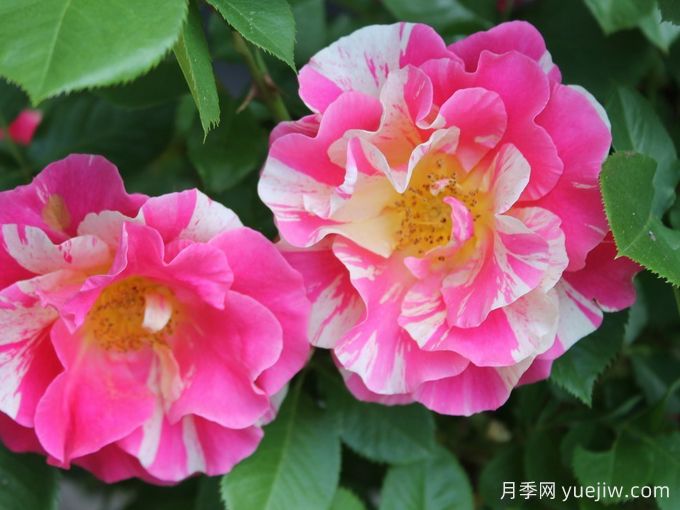 糖果樂(lè)園月季/糖果世界(圖2)