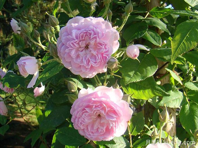 30款巨型爬藤月季，高度達(dá)5米能做花墻拱門(圖1)