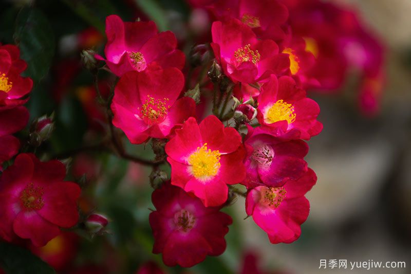 30款巨型爬藤月季，高度達(dá)5米能做花墻拱門(圖2)