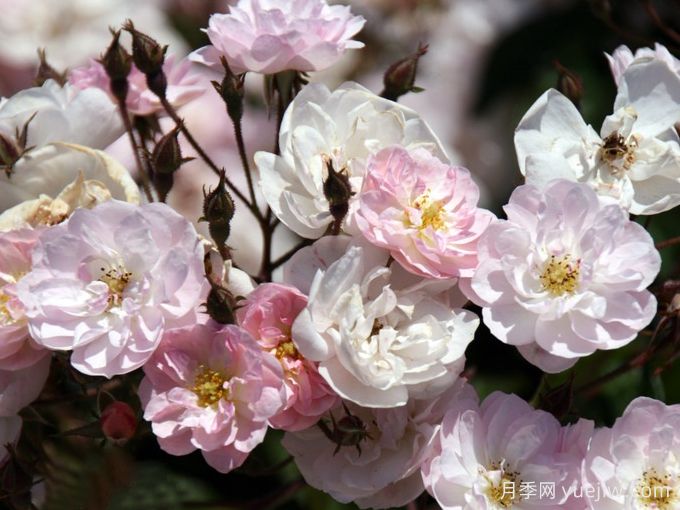 30款巨型爬藤月季，高度達(dá)5米能做花墻拱門(圖3)