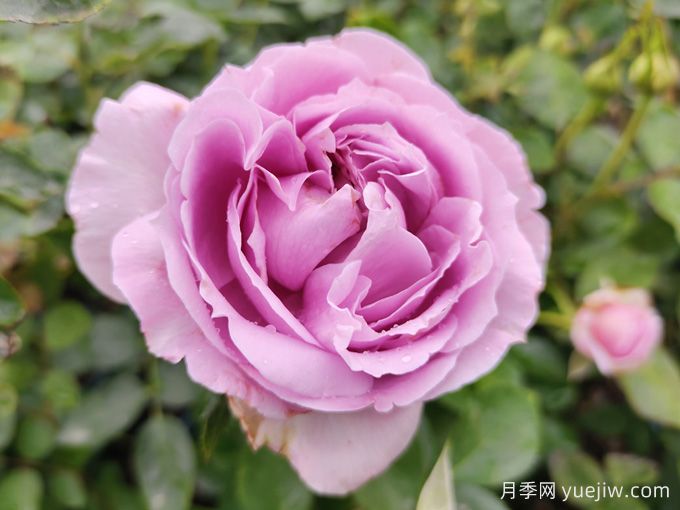 月季花變形的幕后黑手，16個(gè)原因(圖1)