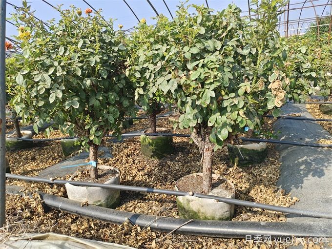 全國月季11月花事，南賞花北過冬(圖1)