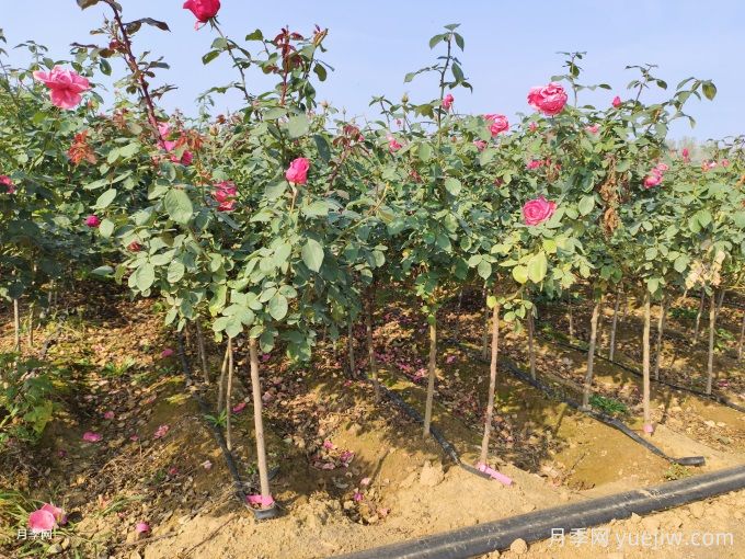 全國月季11月花事，南賞花北過冬(圖2)