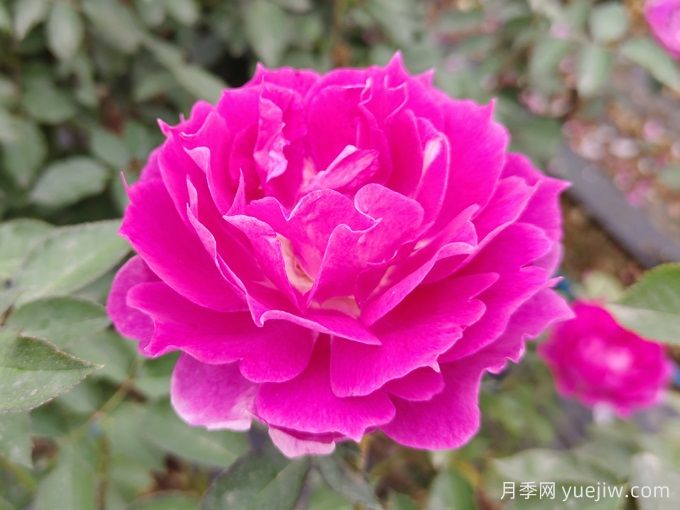 蝴蝶蘭和月季花有什么不同處？蝴蝶蘭和月季花哪個好養(yǎng)？(圖1)