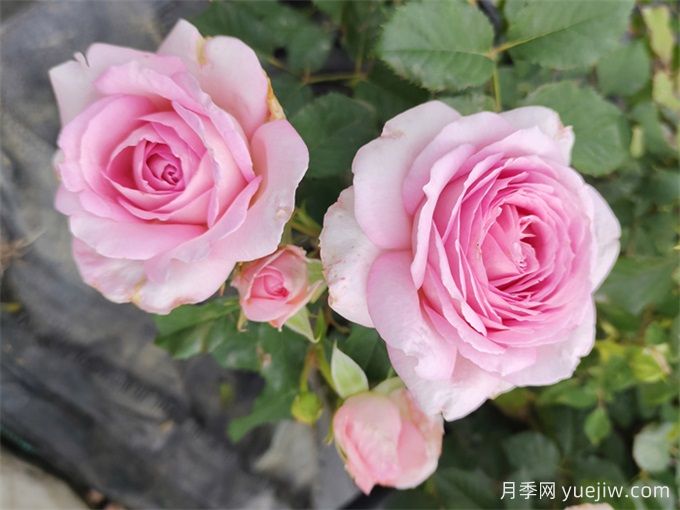 月季介紹，粉黛月季(圖1)