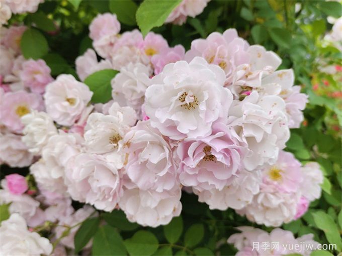 世界上***浪漫的10種花，月季花排首位(圖3)