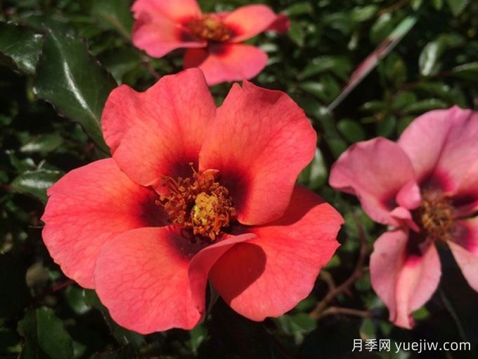 深紅色甜蜜斑點(diǎn)月季(圖1)