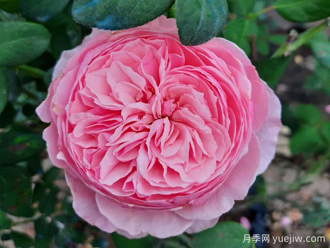 凱麗月季，耐熱耐曬耐雨淋，花期長(zhǎng)豐花勤花(圖1)