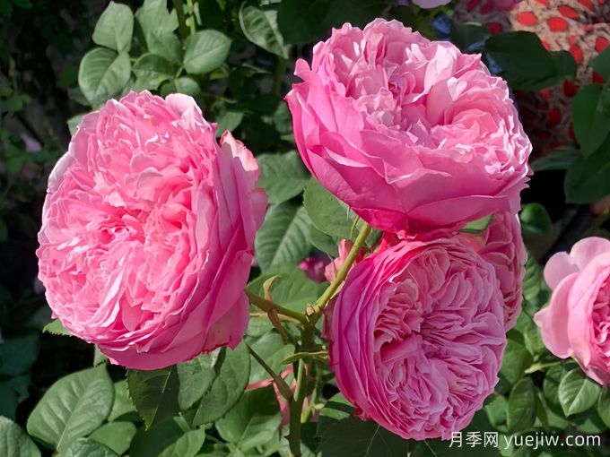 凱麗月季，耐熱耐曬耐雨淋，花期長(zhǎng)豐花勤花(圖2)