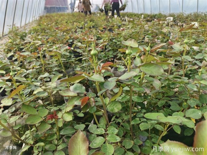 山刺玫的種植方法，其有哪些價值(圖1)
