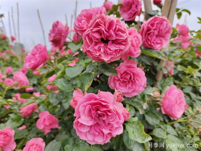 粉色達(dá)芬奇，陽(yáng)臺(tái)黨也能擁有的小型藤本月季(圖1)