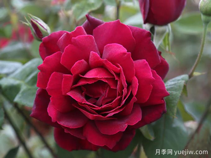 俄克拉荷馬月季/奧克拉荷馬(圖3)