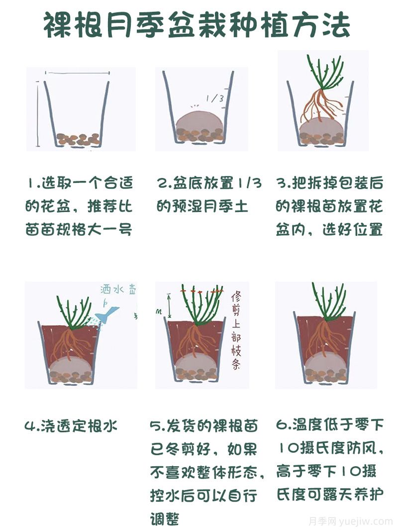 月季裸根苗的優(yōu)點(diǎn)？裸根月季如何種植？(圖2)