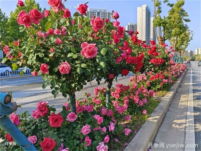 如何搭配干道綠化帶中的喬灌木以達到優(yōu)秀景觀效果？(圖1)