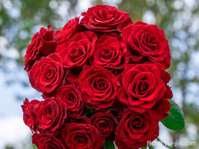 高原紅月季，花期長觀賞價值高的月季(圖1)