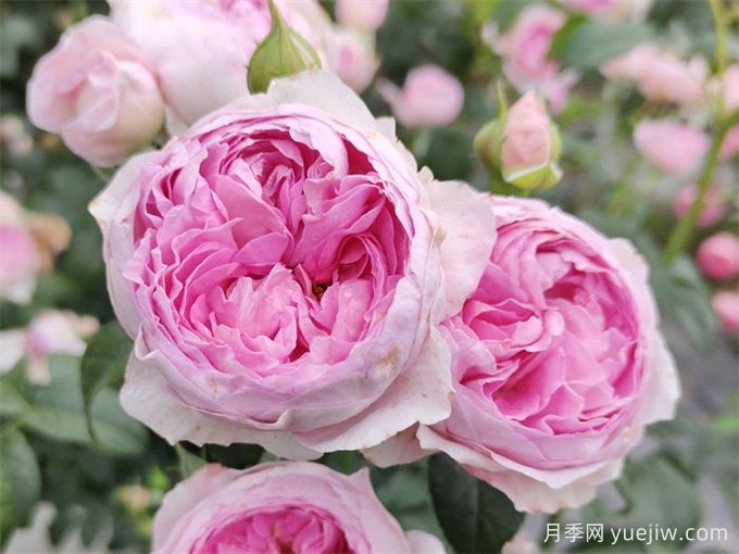 月季花前、花期、花后的施肥辦法(圖1)