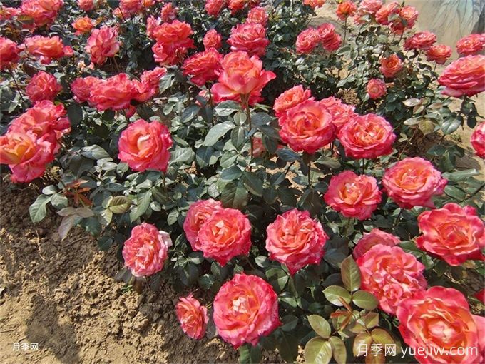 礦山修復綠化：植物配置如何改變生態(tài)？(圖1)