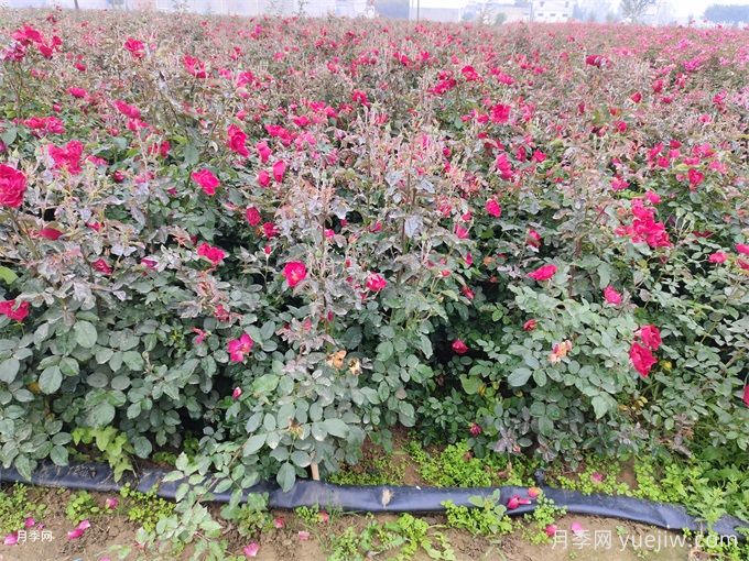 冬季月季花苞還能開放嗎？(圖1)