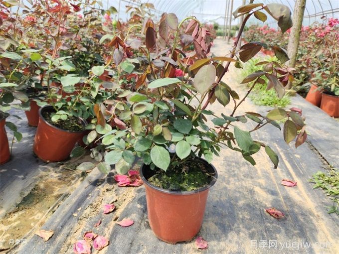 花盆越大越好？為什么地栽的植物長(zhǎng)得好？(圖1)