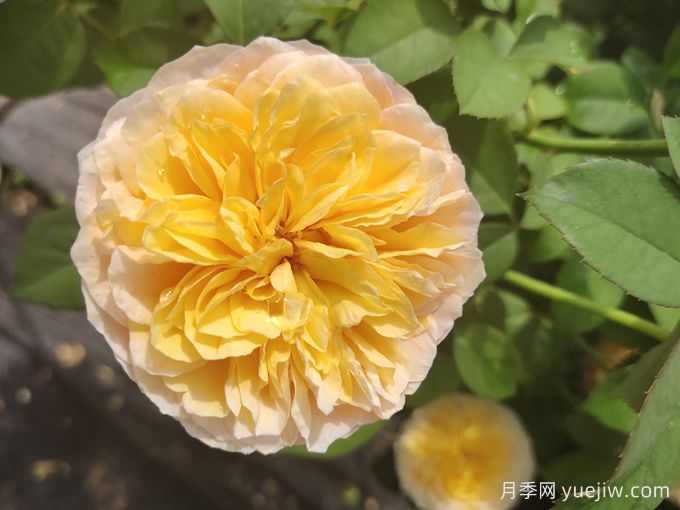 堪稱世界上***貴的花，你能買上幾枝？(圖1)