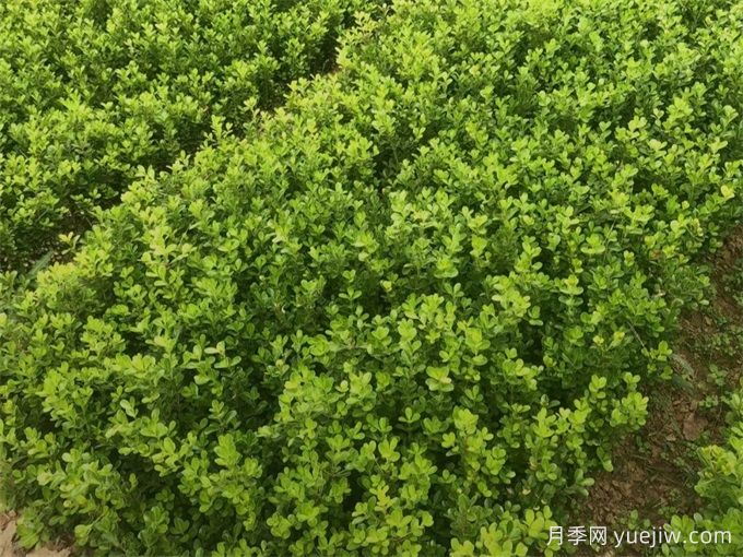 春天綠籬栽植養(yǎng)護辦法，大大減少死亡率(圖1)